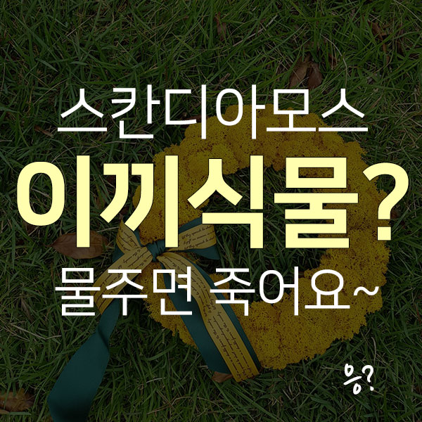  제주시 노형 미세먼지 먹고사는 이끼식물로 만든 리스! 도민혜택 확인하세요!