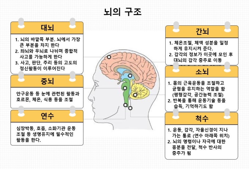 뇌의 구조와 기능 / 척수의 구조와 기능 : 네이버 블로그