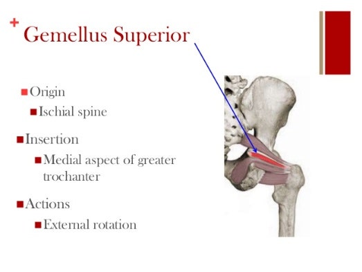 고관절 외회전근(Hip External Rotators) : 네이버 블로그 고관절 외회전근(Hip External Rotators) : 네이버 블로그