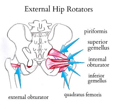 고관절 외회전근(Hip External Rotators) : 네이버 블로그 고관절 외회전근(Hip External Rotators) : 네이버 블로그