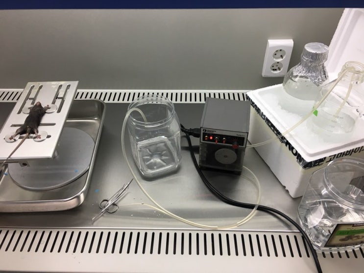  Mouse Perfusion Fixation