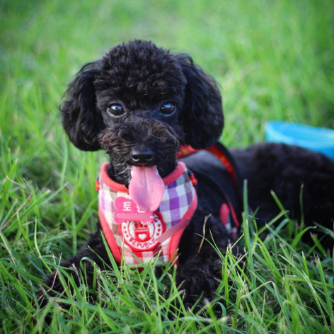 Getting to Know EXO Chanyeol's Black Poodle