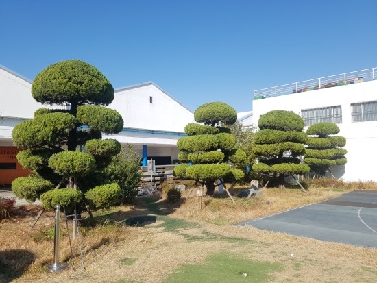  ｀구미시 공단동 회사 수목 전지 및 전정 작업。보림조경