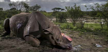 21세기에 멸종된 동물들 : 네이버 블로그