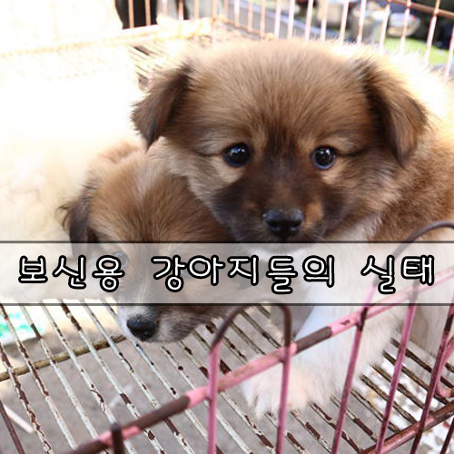  죽음을 향해 질주하는 트럭들 - 보신용 강아지들의 실태