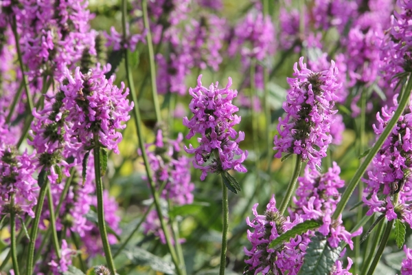  라벤더 에센셜오일 (lavender)