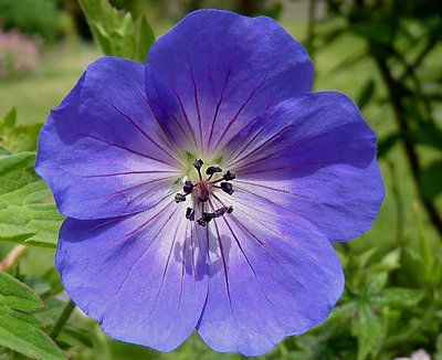  제라늄 에센셜오일 (geranium)
