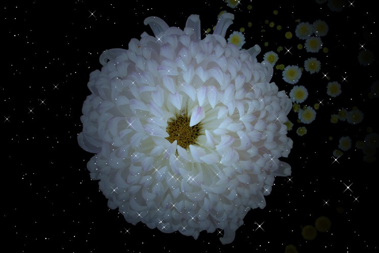  크산티페