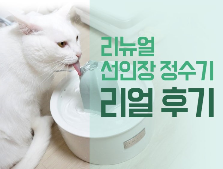 프로젝트21 리뉴얼 선인장 고양이 정수기 솔직한 리얼 후기 리뉴얼된 선인장 고양이 정수기의 장단점!!!