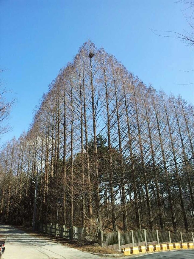 오늘의 시문정희 시 모음 - 남편 / 응 / 혹 / 한계령을 위한 연가 / 치마 / 겨울사랑 / 성에꽃 / ....