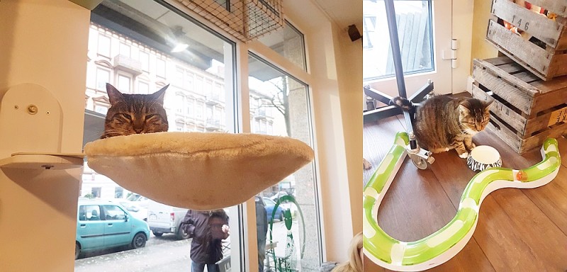 독일에도 고양이 카페가 있다?! 차원이 다르다냥~! : 네이버 블로그