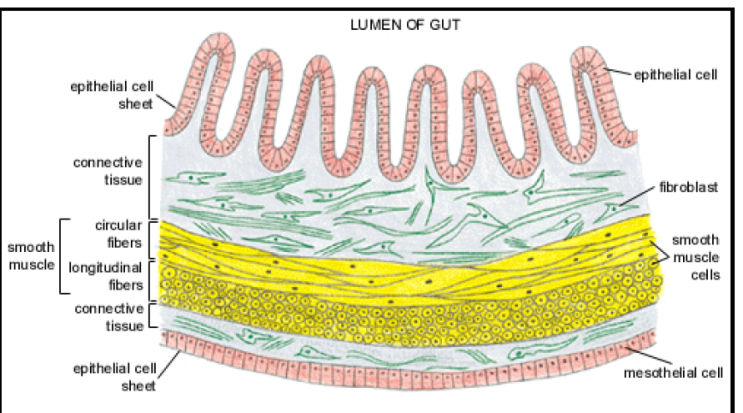  [Molecular biology] Tissue와 Organ의 차이