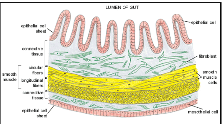 [Molecular biology] Tissue와 Organ의 차이