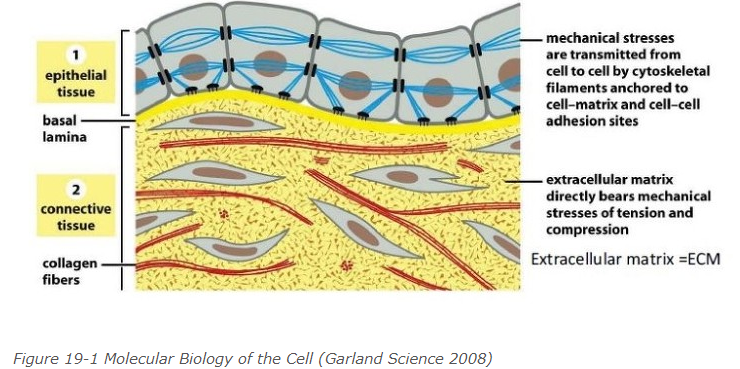 [Molecular biology]  Occluding junction