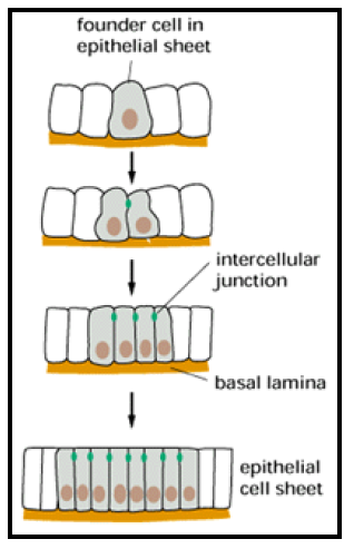 [Molecular biology] Cell adhesion