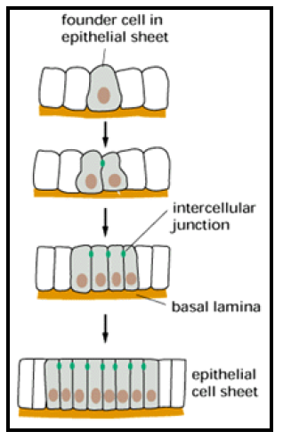  [Molecular biology] Cell adhesion