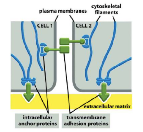 [Molecular biology] Anchoring junction