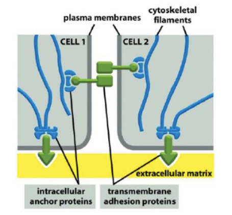  [Molecular biology] Anchoring junction