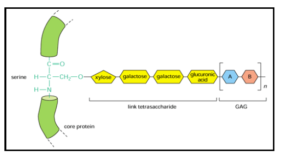 [Molecular biology] The Extracellular Matrix_GAGs