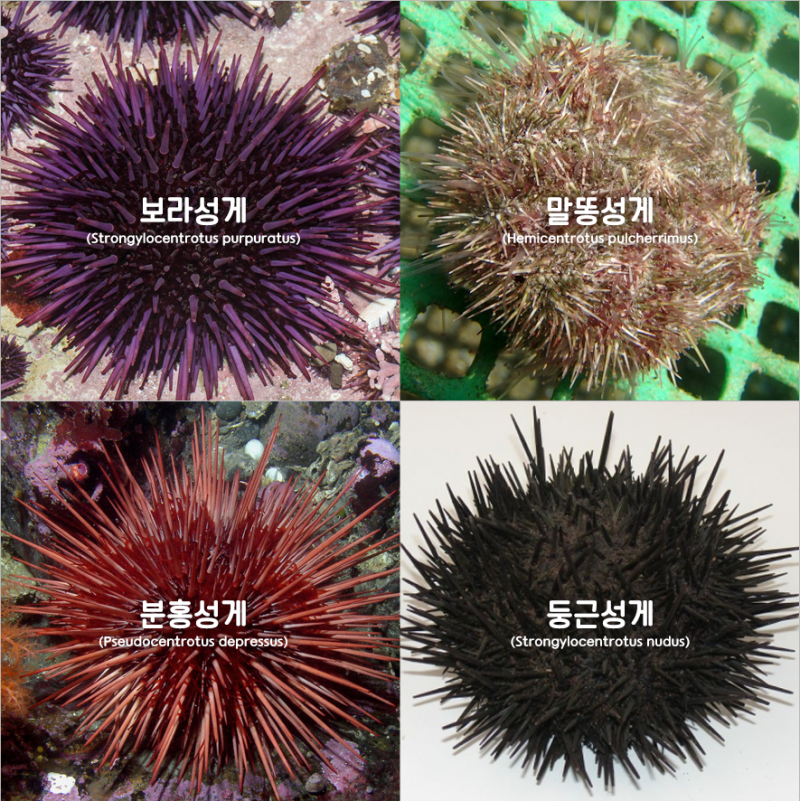 보라색 성게