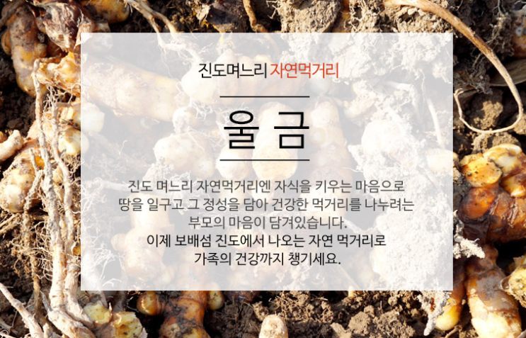  진도며느리 명품 진도울금 리뷰