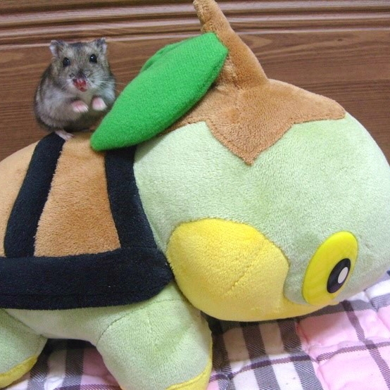  생물 친구들과 토치, 찰칵