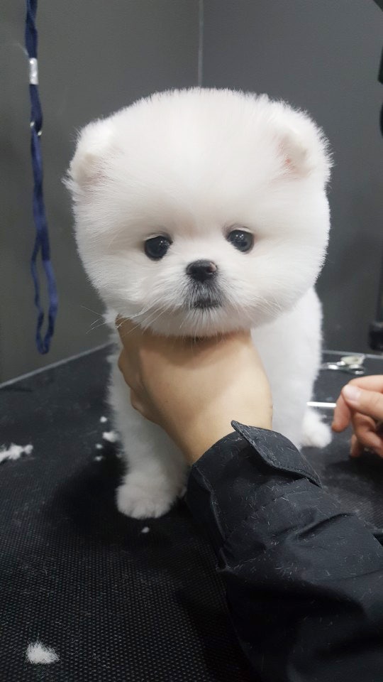 도그웨이 청주점