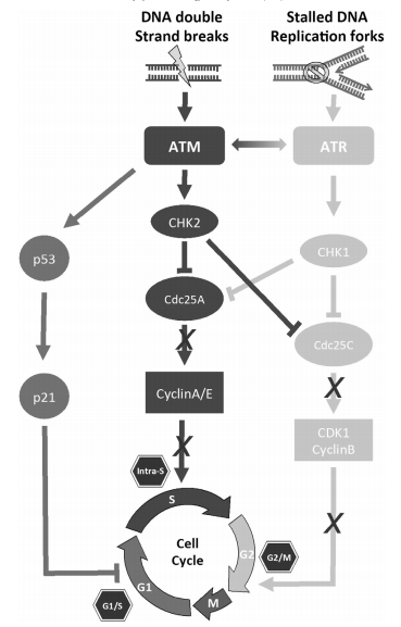  [Molecular biology] Cancer(2)