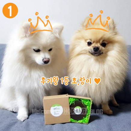  도그스킨 4차 후기왕 발표!!