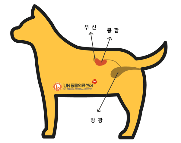 우리집 똥개가 아프다 000 / 에디슨병 (부신피질기능저하증) 갑상선기능저하증 3