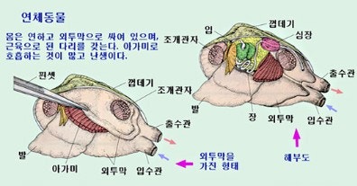 조개에도 눈이 있다니?:: 가리비눈 : 네이버 블로그 조개에도 눈이 있다니?:: 가리비눈 : 네이버 블로그