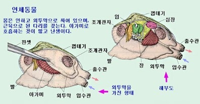 조개에도 눈이 있다니?:: 가리비눈 : 네이버 블로그