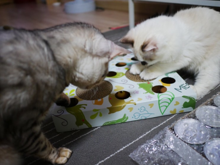  뱅갈 조조와 랙돌 칸의 쇼핑리스트 - 고양이 영양제