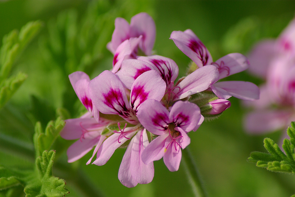  로즈제라늄 에센셜오일 (rose geranium)