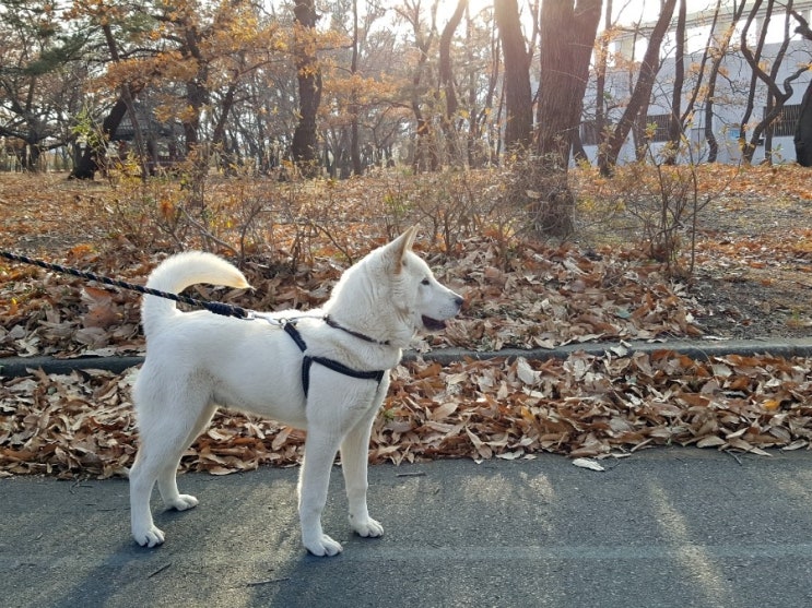  경주 황성공원 산책...   [진돗개]