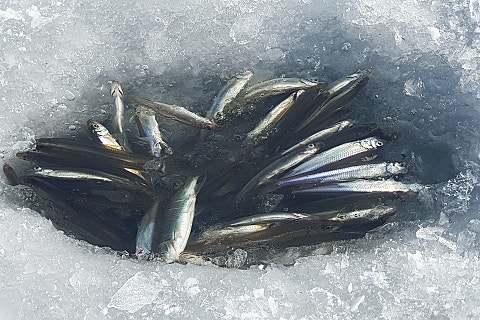 고바우낚시 이미지