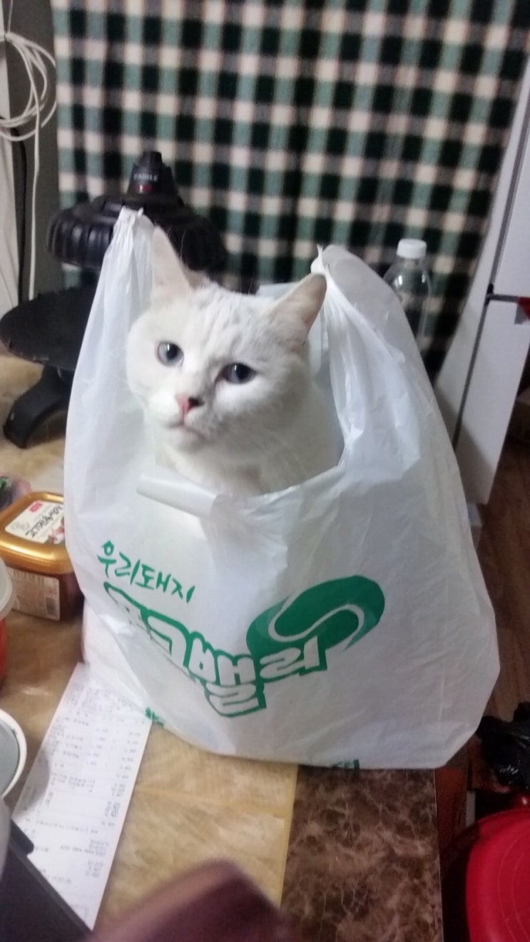 터키쉬앙고라 설기근황