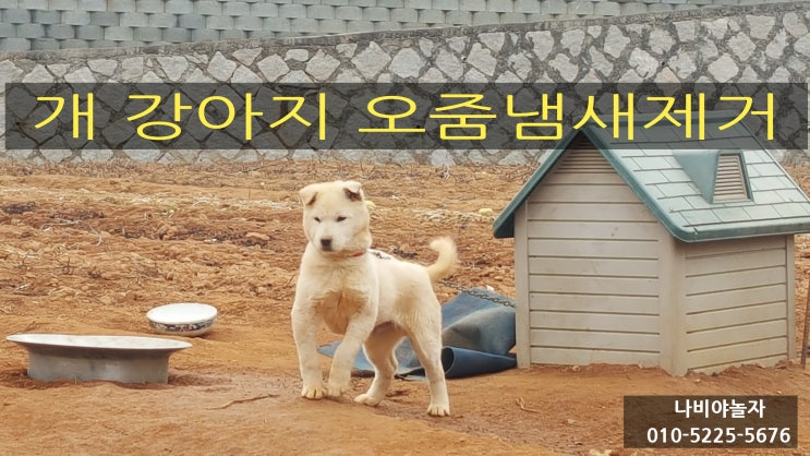  개 강아지오줌냄새제거 파주주택 다녀왔어요