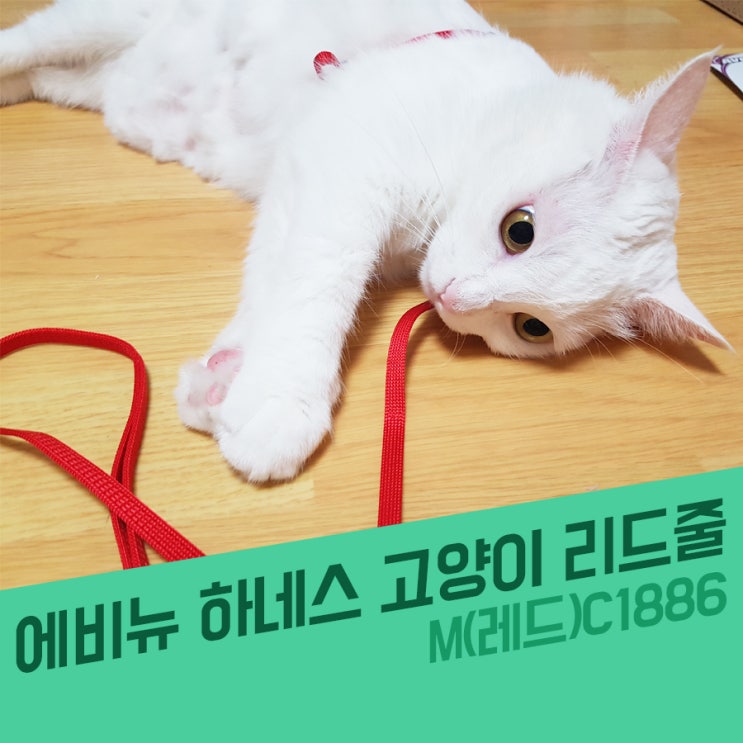  고양이 에비뉴 하네스 리드줄 (M(레드)C1886) 성묘용 레드 빨간색