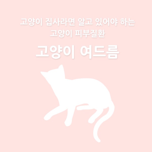 고양이도 여드름이 날까요? N동물의료센터.고양이전문병원 : 네이버 블로그 고양이도 여드름이 날까요? N동물의료센터.고양이전문병원 : 네이버 블로그