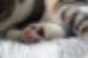고양이 젤리 굳은살,고양이 젤리 색깔,고양이 젤리 관리,고양이 젤리,고양이 젤리 상처,고양이 젤리 각질,고양이 젤리 색,고양이 젤리 성격,고양이 젤리 갈라짐,고양이 젤리 떨어짐,