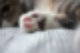 고양이 젤리 굳은살,고양이 젤리 색깔,고양이 젤리 관리,고양이 젤리,고양이 젤리 상처,고양이 젤리 각질,고양이 젤리 색,고양이 젤리 성격,고양이 젤리 갈라짐,고양이 젤리 떨어짐,