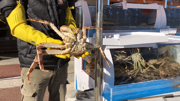  구룡포 대게 맛집 새천년회대게 대박 WITH우리가족