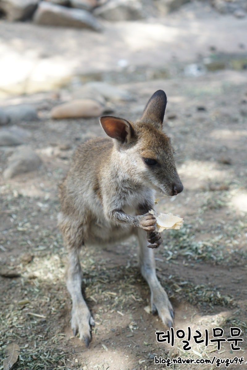 호주를 제외한 월라비 - 왈라비아 비콜러'검은 스톡 사진 1659992701 | Shutterstock, image size:800x1197