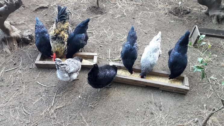 청란에서 청계 닭으로 성장 그리고 첫 달걀(청란)까지 -배근휘