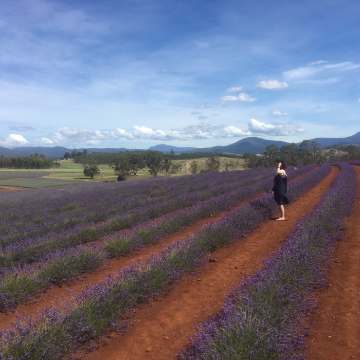 + 타즈마니아 여행 &lt; 라벤더팜, Lavender Farm &gt;