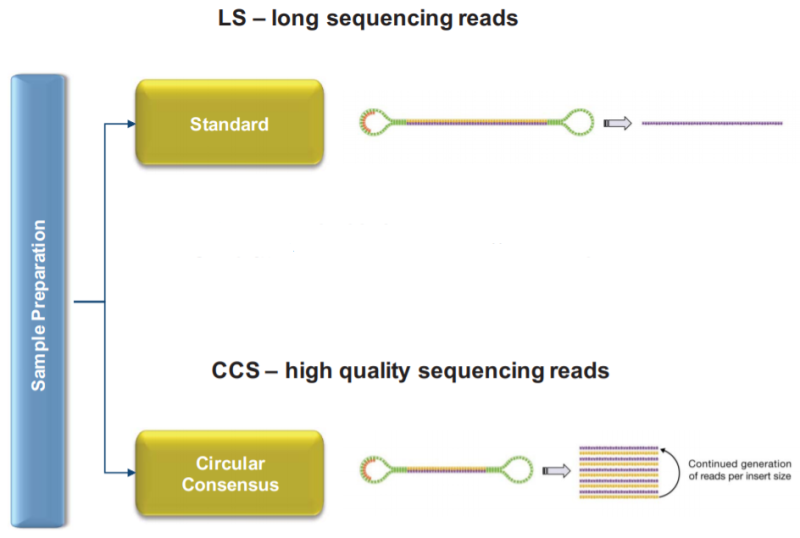Long reads sequencing : 네이버 블로그