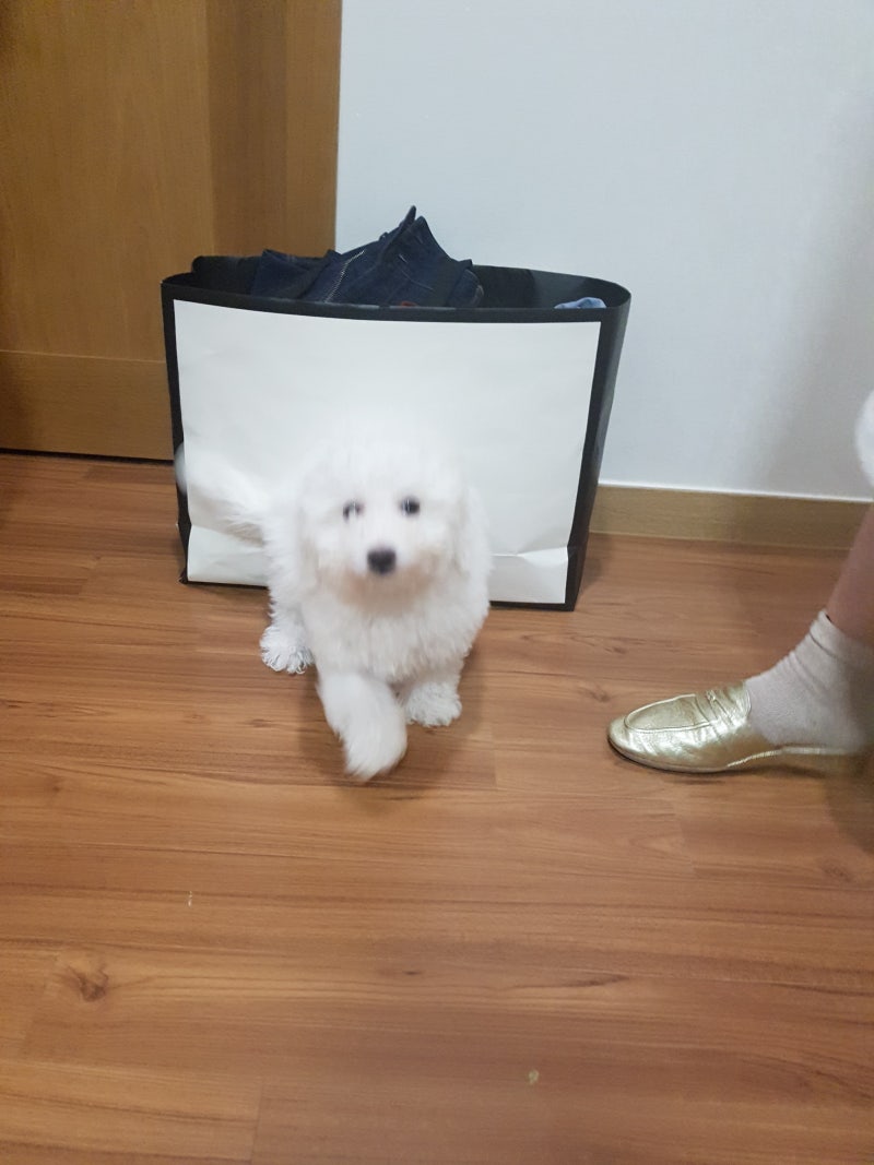주인 무는 강아지 교육법,개 무는 이유는 무엇일까요? : 네이버 블로그