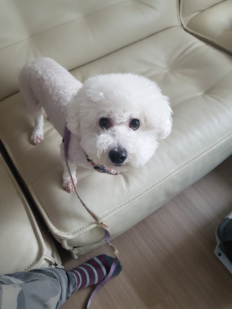 주인 무는 강아지 교육법,개 무는 이유는 무엇일까요? : 네이버 블로그