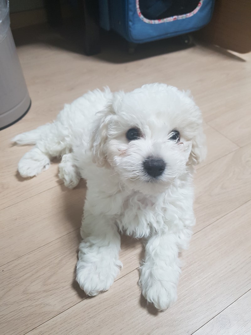 주인 무는 강아지 교육법,개 무는 이유는 무엇일까요? : 네이버 블로그